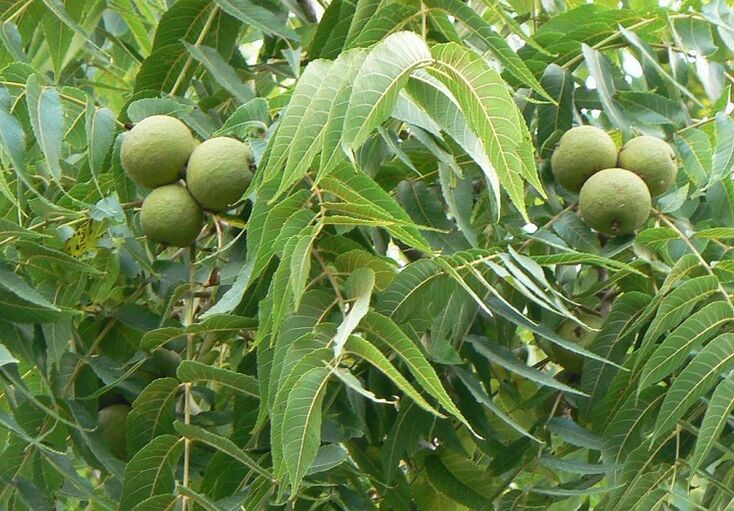 green nuts from pests