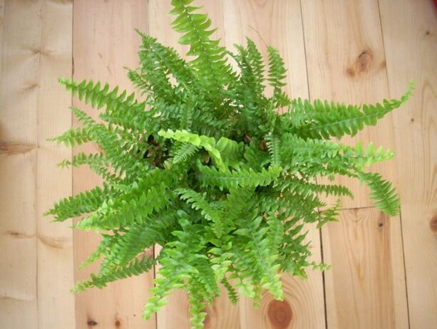fern to prevent pests