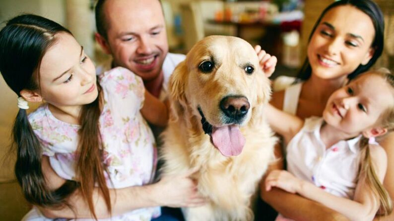 dog in the house as a hawker of worms