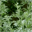 Wormwood from parasites