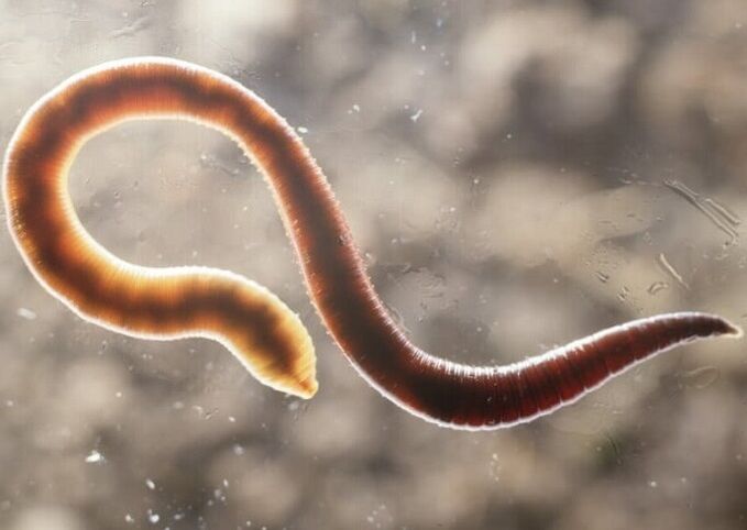 parasitic worm from the human body