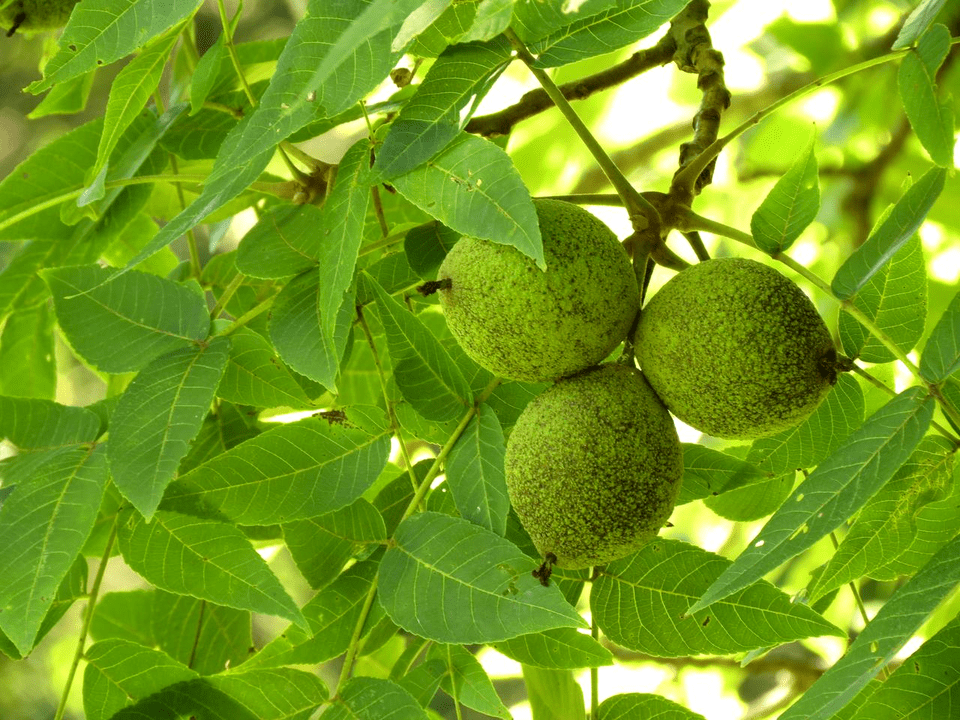 black walnut in the fight against pests
