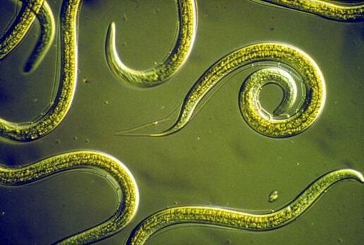 Parasitic nematode worms living in the human small intestine