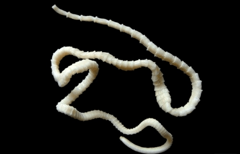 what the bovine tapeworm looks like in the human body
