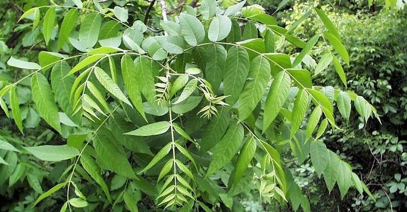 walnut leaves to remove pests